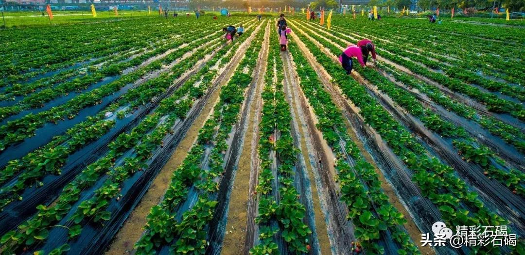 重磅!石碣镇入围2019年度全国百强镇,东莞还有这些镇上榜!