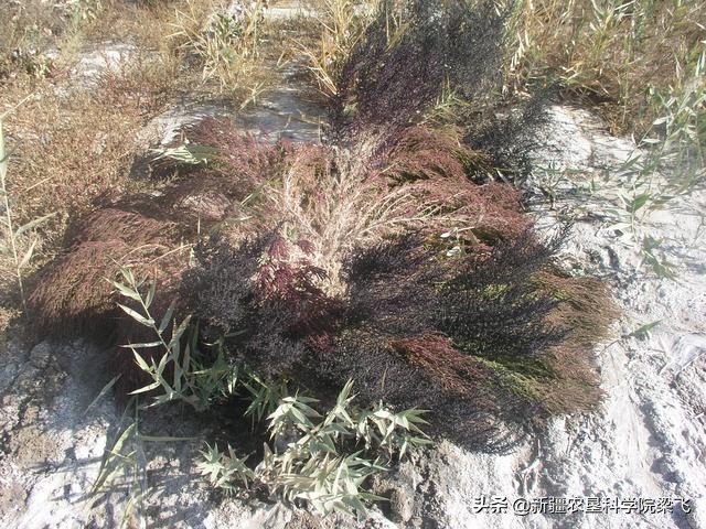 土壤改良最有效的5个方法,土壤含盐怎么改良