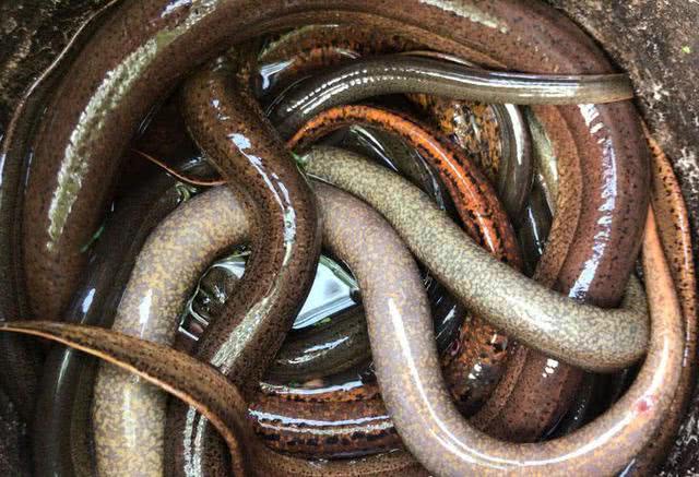 钓黄鳝技巧2.0,钓黄鳝技巧钩子是朝下还是横放