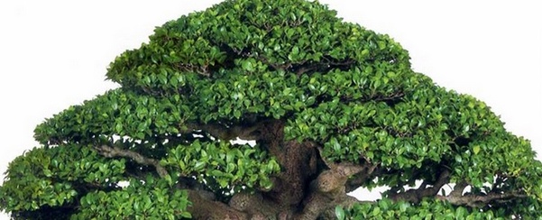 榕树盆景叶子发黄怎么办,榕树叶子发黄有锈斑