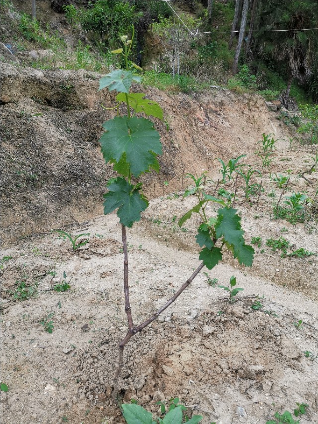 老爸栽的果木，品种很多哦！