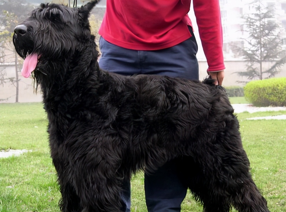 哪些适合家养的狗能保护主人,养哪种宠物狗不容易生病