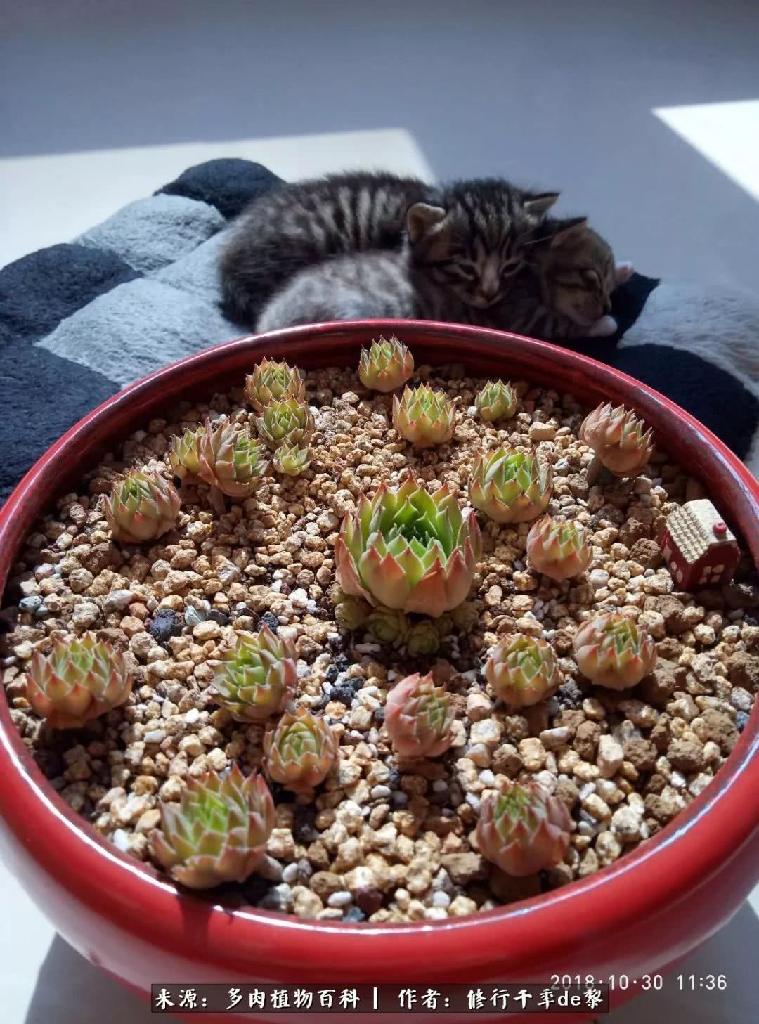 鱼和熊掌不可兼得自由和爱情,鱼和熊掌不可兼得胖和丑如影随形