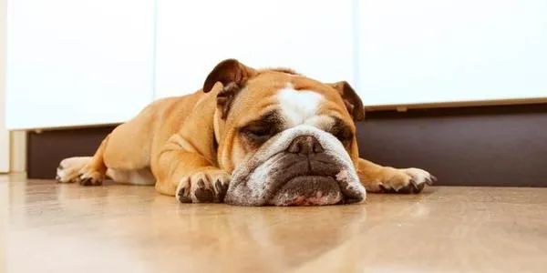 狗狗的这几个动作说明它要咬人,狗狗这几个举动是在喊救命