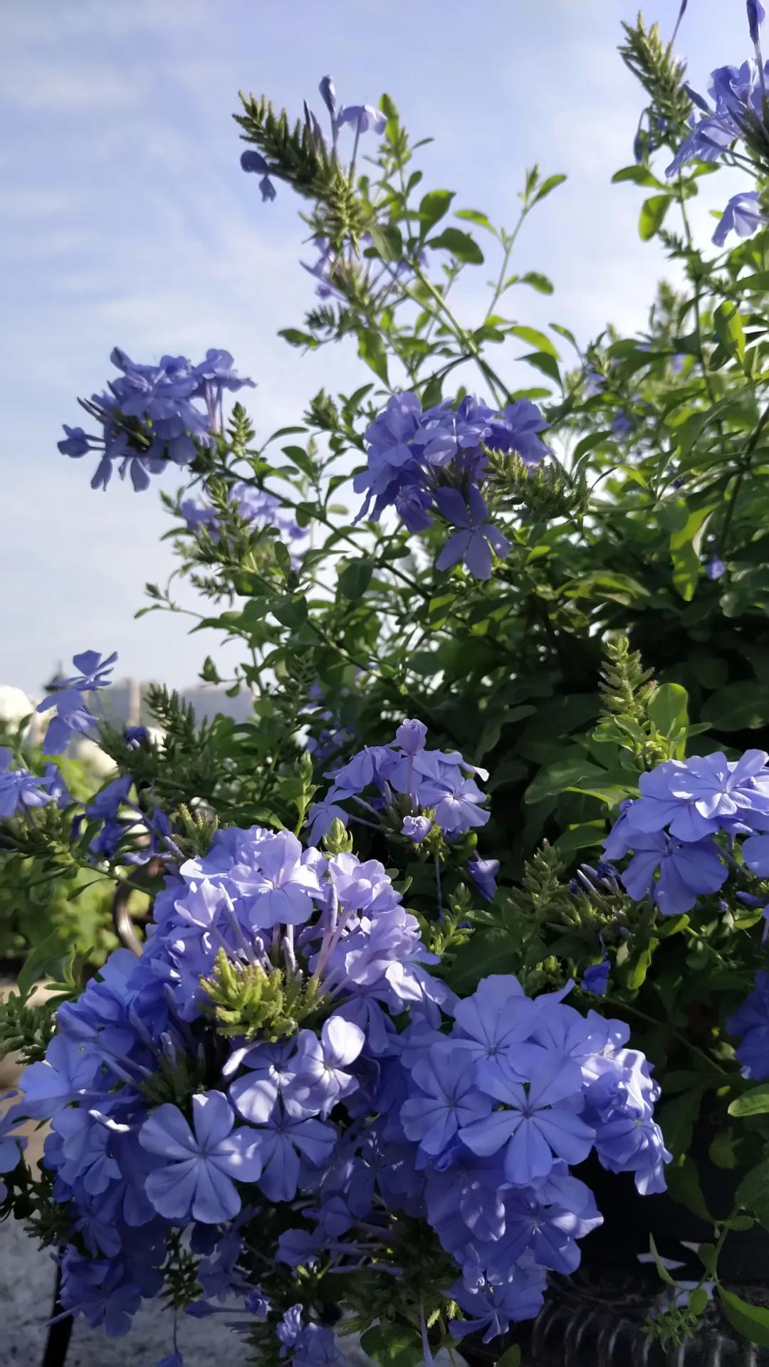 “雪”花那个PiaoPiao，这个世界真好