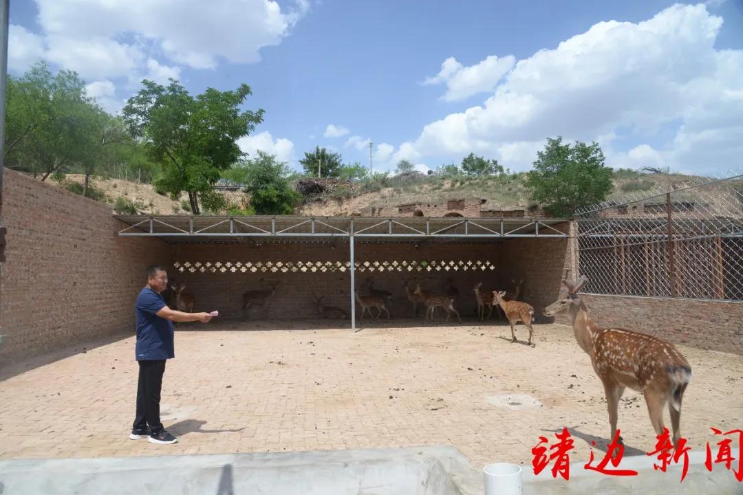 【走进我们的小康生活】红石湾村开启致富“鹿”......