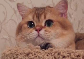 瀹犵埍鍥介檯鍔ㄧ墿鍖婚櫌闄㈣,瀹犵埍鍥介檯鍔ㄧ墿鍖婚櫌浣撳唴椹辫櫕