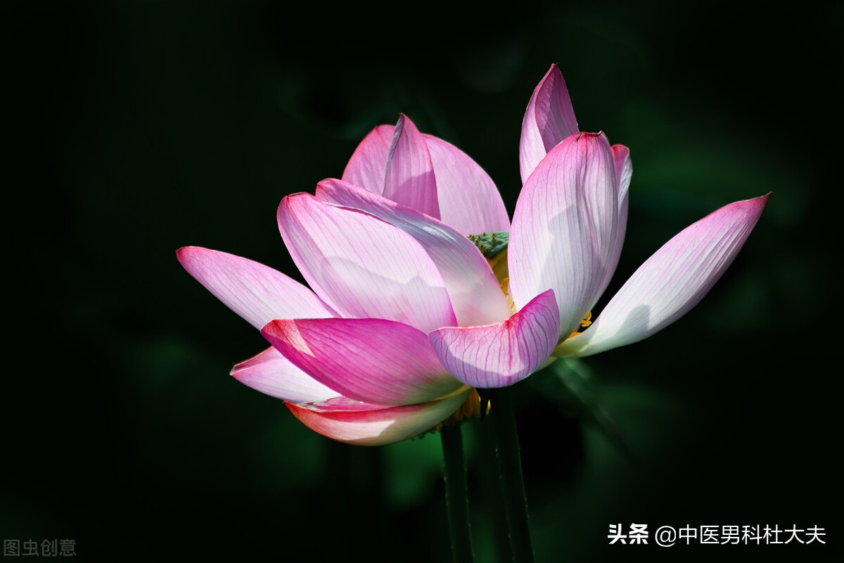 三高伴有阳虚怎么样调理,三高型肾虚吃什么药