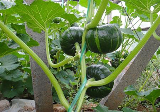 南瓜疯长不结果怎么办,南瓜生长过旺不开花结果怎么办