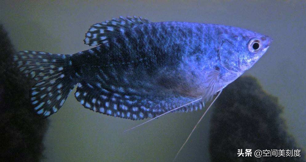 易养的热带观赏鱼有哪些,好养耐活的热带观赏鱼都有哪些