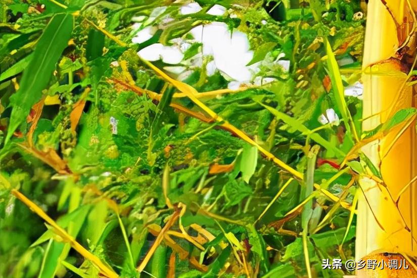 富贵竹子叶子发黄怎么补救,水插竹子为什么叶子发黄