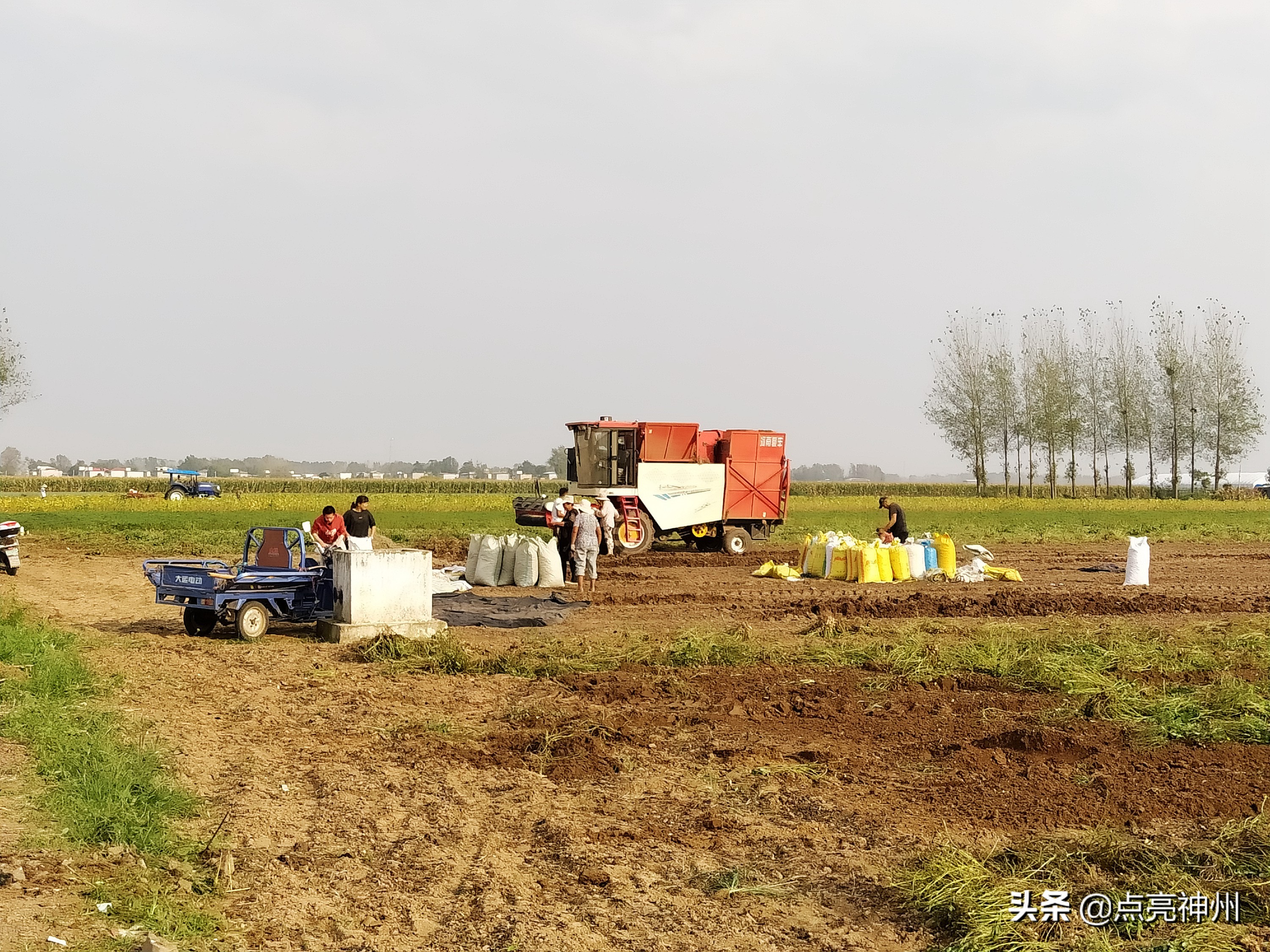 农村收花生的辛苦,下乡收花生挣钱吗