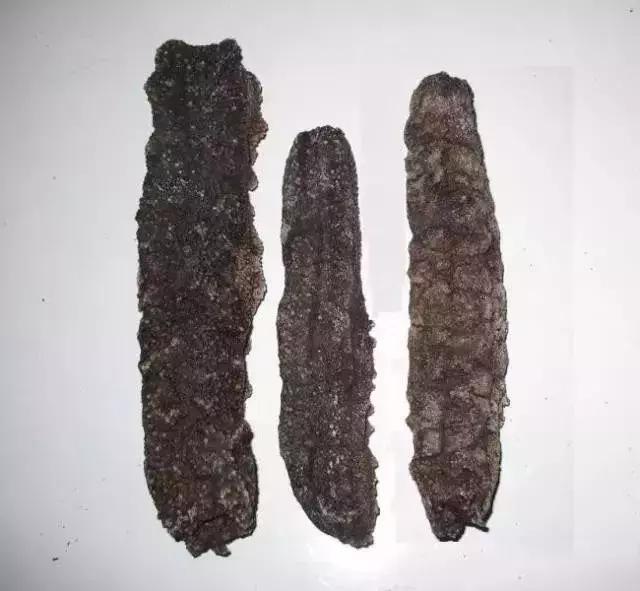 海参界最好的海参,海参物种科普