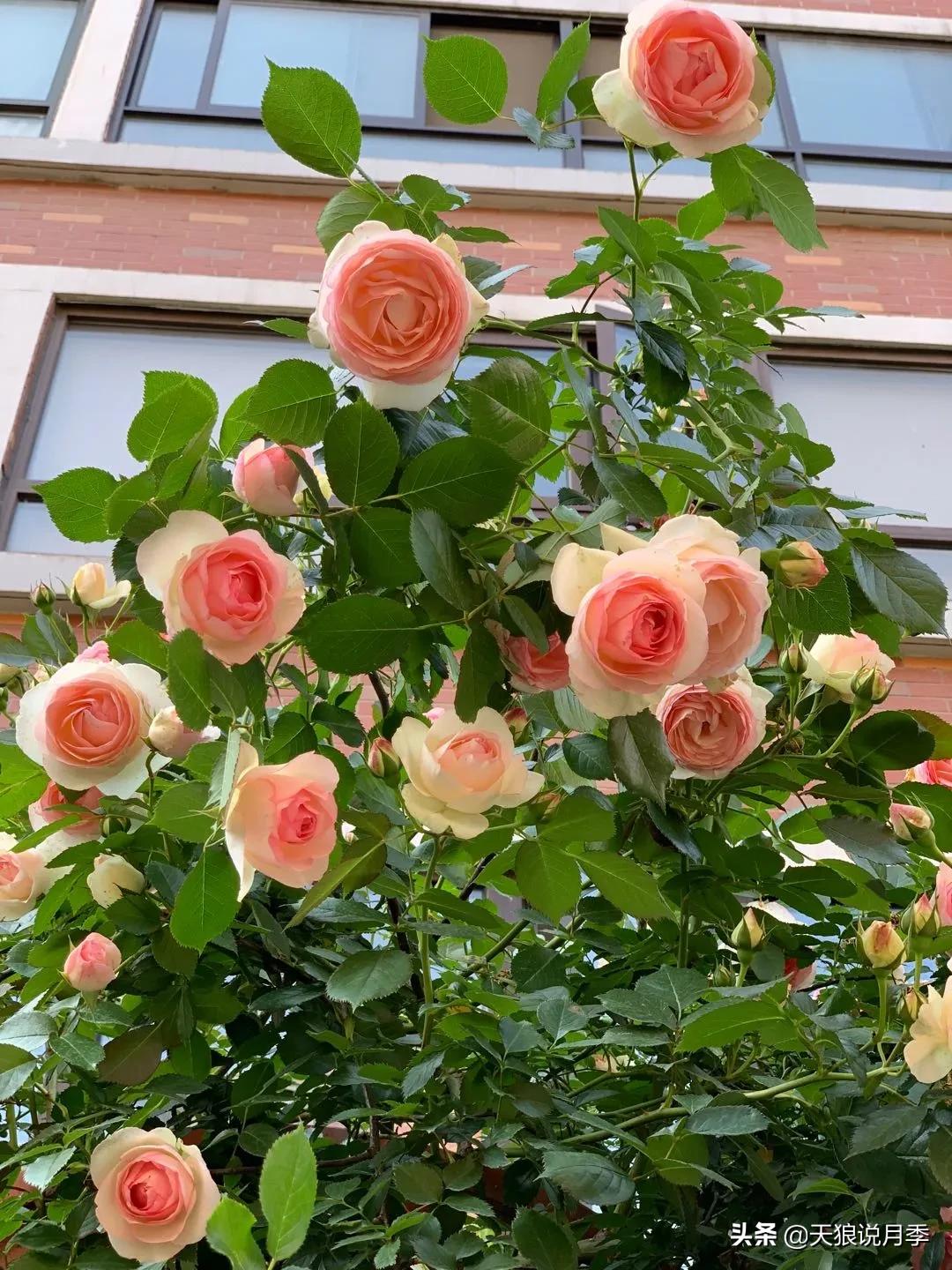 月季花是时候展现真正的技术了 (开春的第一波月季花就这么过去了)