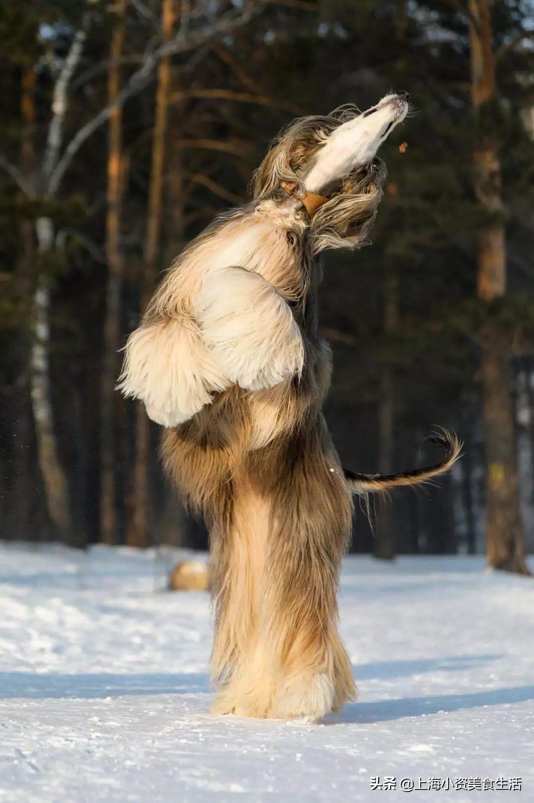 魔都哈士奇体验馆宠物咖啡,魔都哈士奇咖啡馆