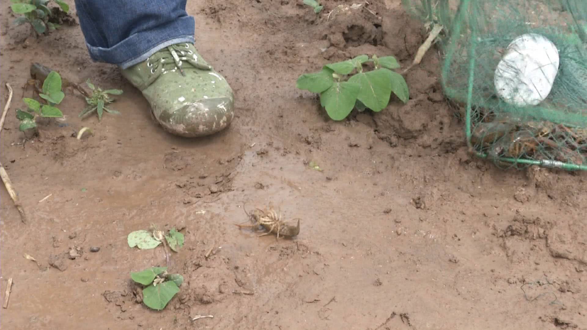 新手养虾遇难题，每天从虾塘里捞出大量“断腿”死虾，很着急！这是什么病？