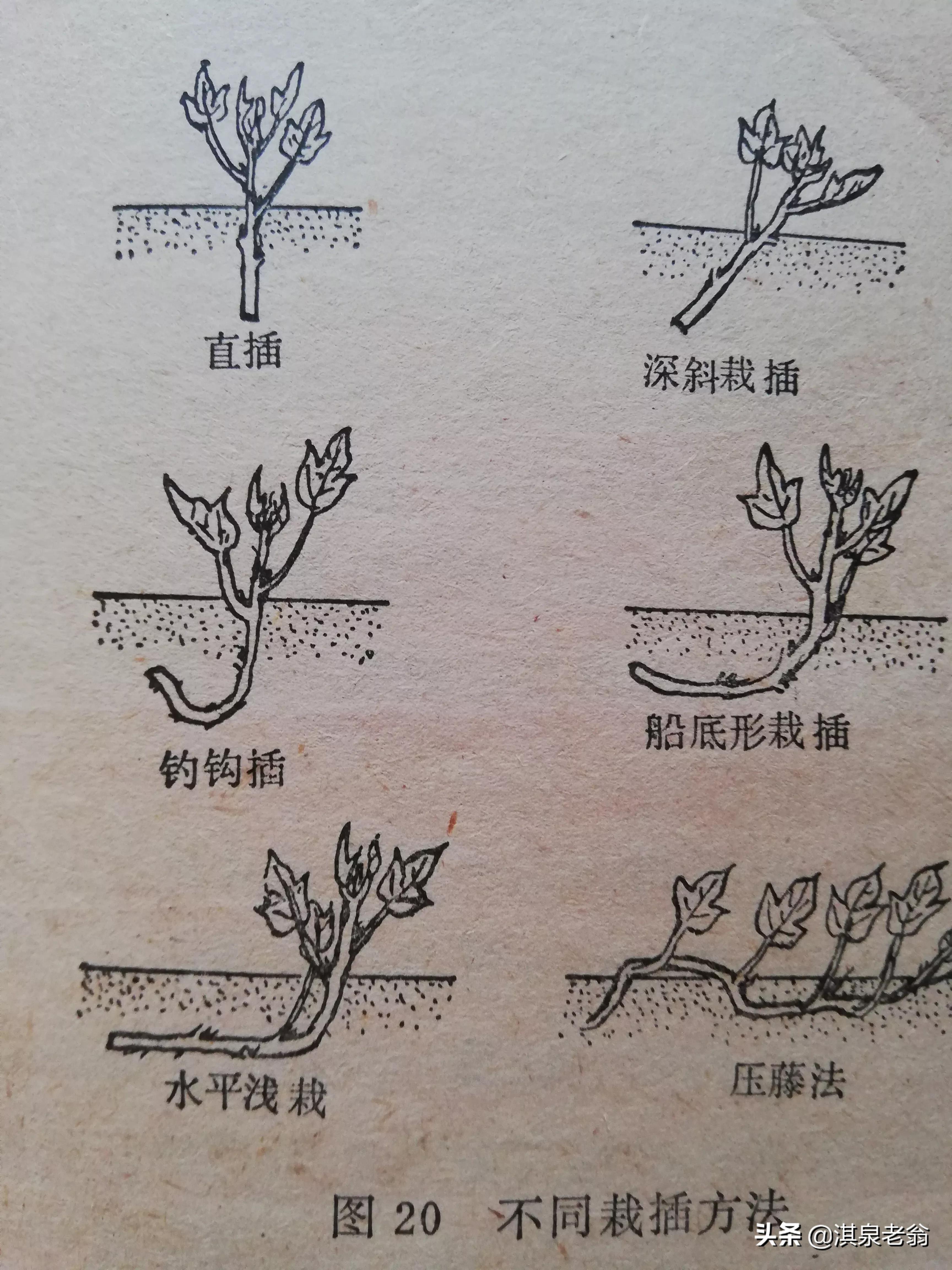 红芋什么时候栽最好,用什么方法插芋苗使它生根快