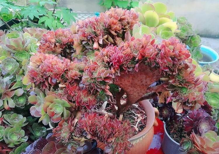 多肉法师韶羞现在能摘心吗,多肉法师欧紫跟韶羞的对比图