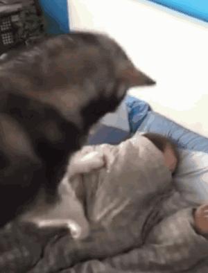 狗狗同床睡的危害,狗狗跟人一起睡对人有什么坏处