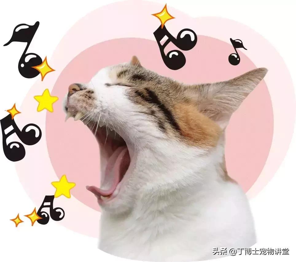 宠物猫狗癣知识,宠物猫有皮肤病吃什么食物好