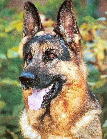 45种狗狗很难得一见你认识几种,45种最难得一见的狗