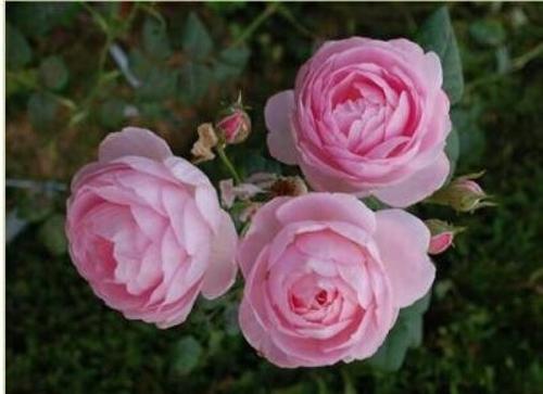 适合院子种的藤本月季品种,适合两广种植的浓香型藤本月季