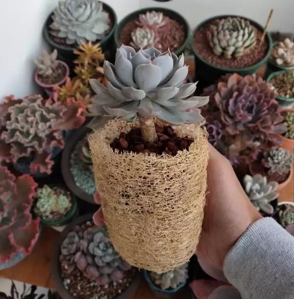 蜂窝煤养多肉有什么好处,蜂窝煤养多肉要怎么处理