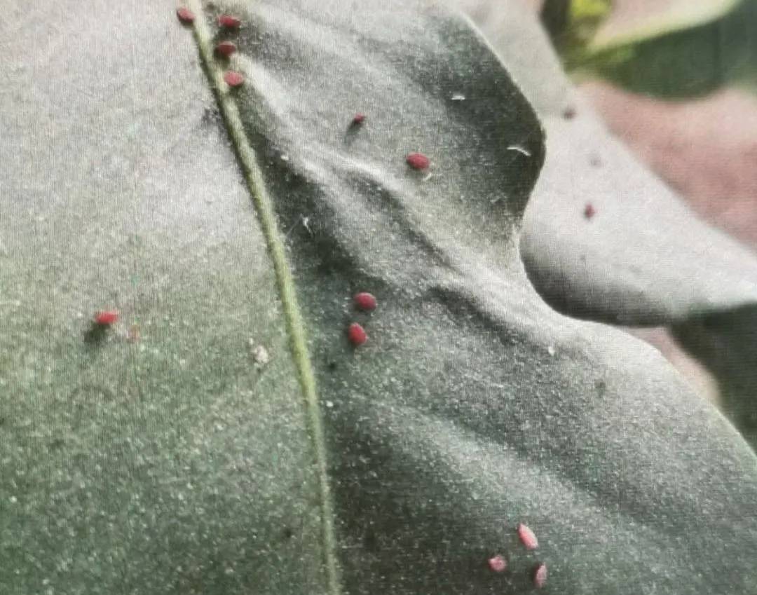 柑橘幼果出现黄色斑点是什么原因,导致柑橘黑皮果的虫害