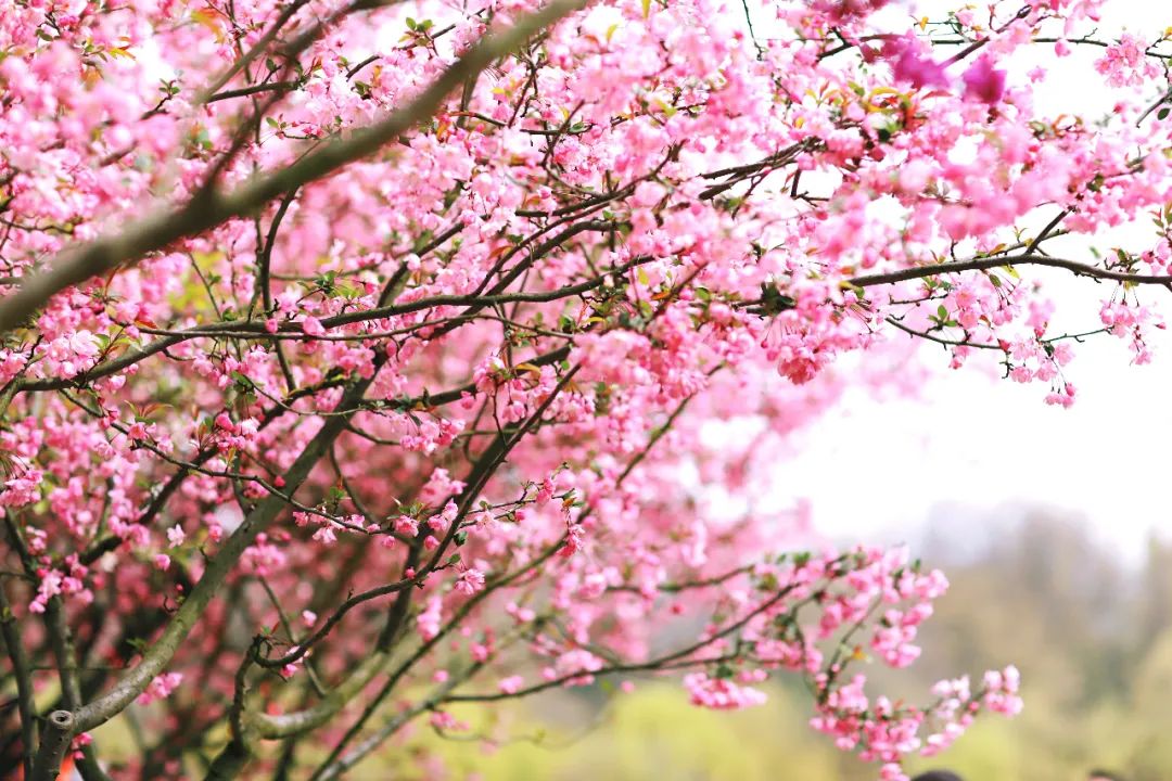 一个人穷游中国扬州景区,一个人穷游中国之扬州美食