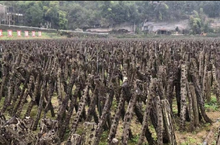 黑木耳露天种植是怎么回事,黑木耳不长是什么原因