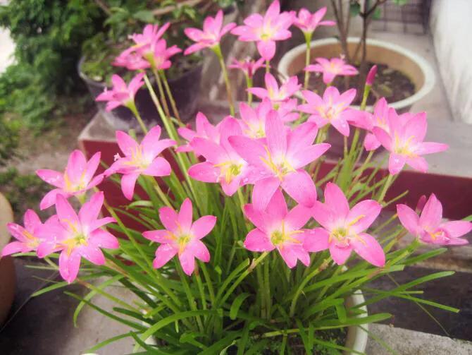 风雨兰叶子尖干怎么办,风雨兰叶子尖发黄怎么办