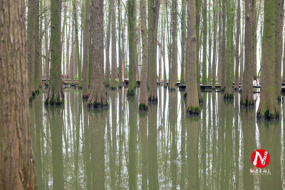 兴化三日游自驾游路线,去兴化看油菜花海攻略