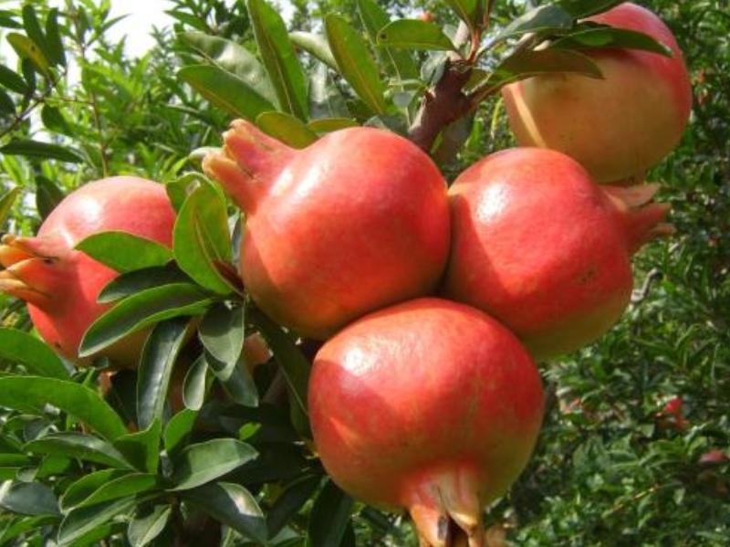 石榴干腐病防控措施,石榴叶枯病防治方法