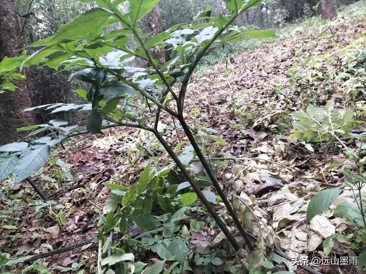 用魔芋制作魔芋豆腐的过程,干魔芋制作魔芋豆腐全过程