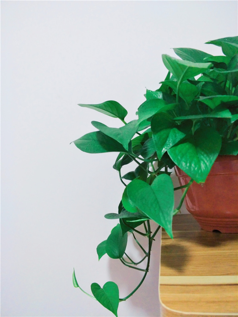 绿萝叶子发黄有斑点怎么养护,绿萝为什么叶子发黄应该怎样管理