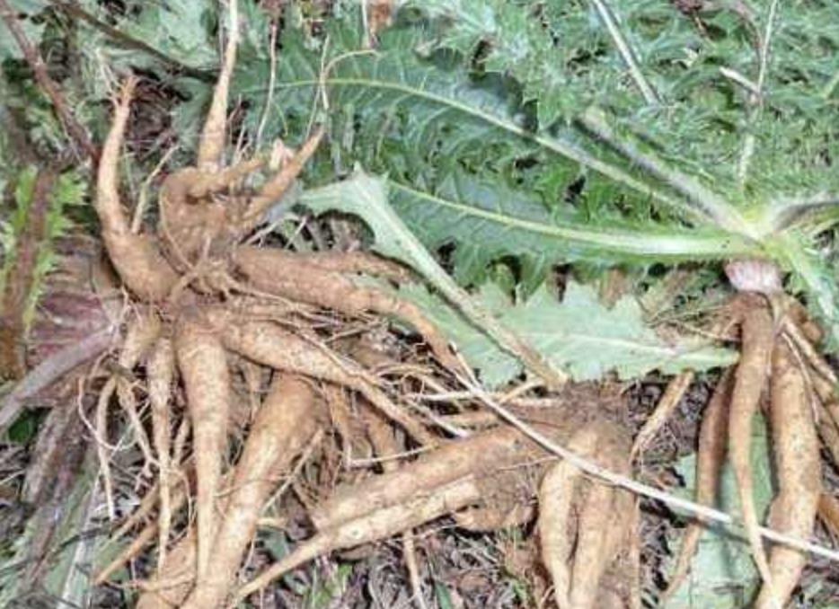 鍐滄潙鍍忓ぇ钃熺殑妞嶇墿,鍐滄潙甯歌妞嶇墿澶ц摕