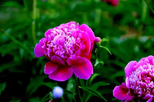 《中华诗坛》古诗词赋（12）