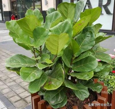 适合客厅养的植物吸甲醛,客厅什么盆栽好吸甲醛好养