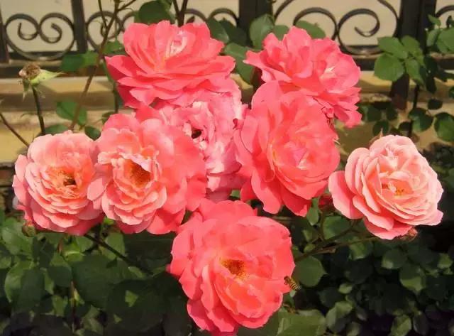 茶花酸性土壤自制小妙招,茶花太阳花茉莉栀子花的简单养法