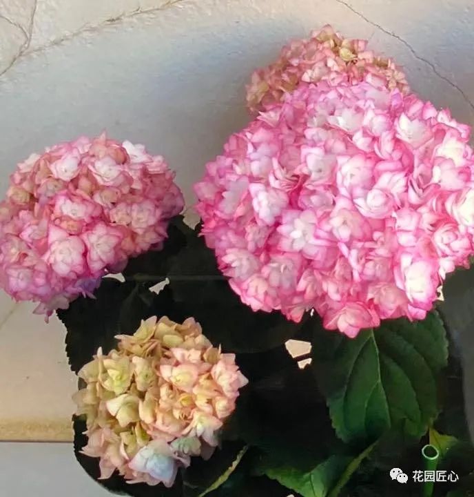 最漂亮的十种绣球,最省心的绣球