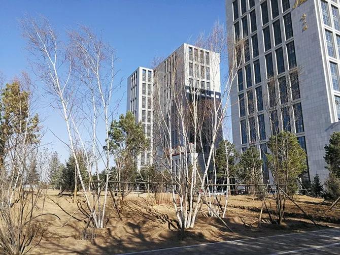 秋冬苗木栽植,支撑固定不可小视