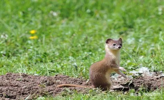 黄鼠狼为什么不能吃,黄鼠狼真的能吃吗