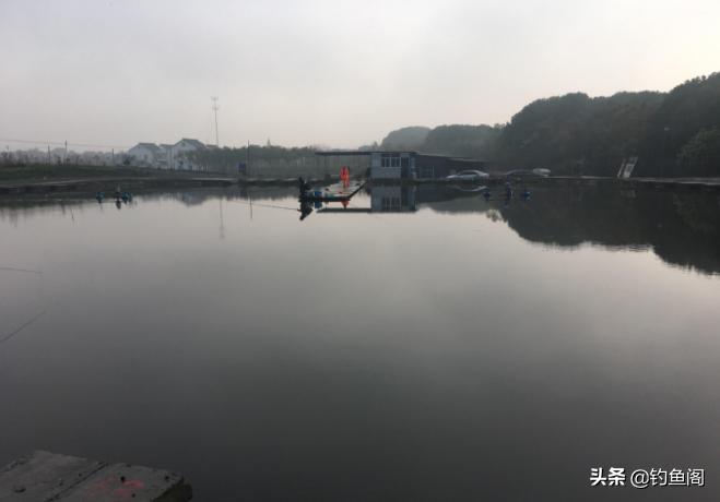 “鲢鳙总闹窝，钓起却不能拿走”，玩黑坑最怕遇到这4件事