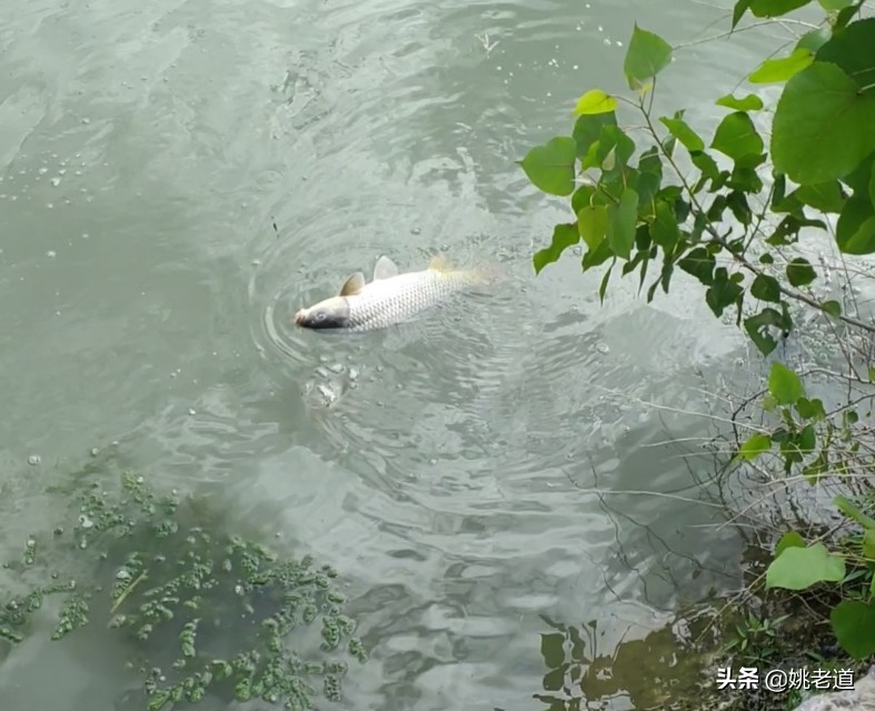 最实用的手竿野钓背包,背包钓鱼小手竿