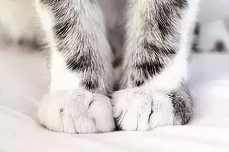 分手后养的宠物怎么处理,两个人分手一起养的宠物怎么办