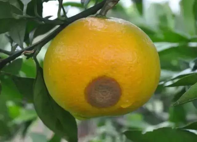 果树大量生虫子怎么办,防止果树生虫子小妙招