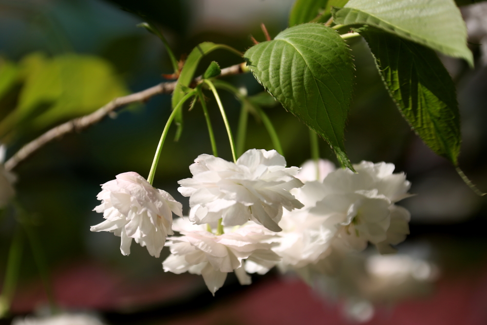 口琴月牙五更,口琴独奏月牙五更简谱