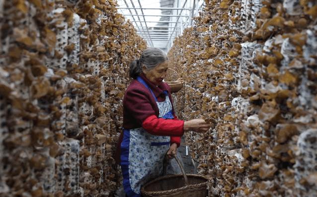 柞水黑木耳东方甄选,柞水木耳特产店