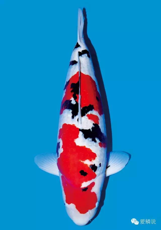 锦鲤眼睛凹陷还有血丝怎么回事,锦鲤尾巴上红色血丝是正常的吗