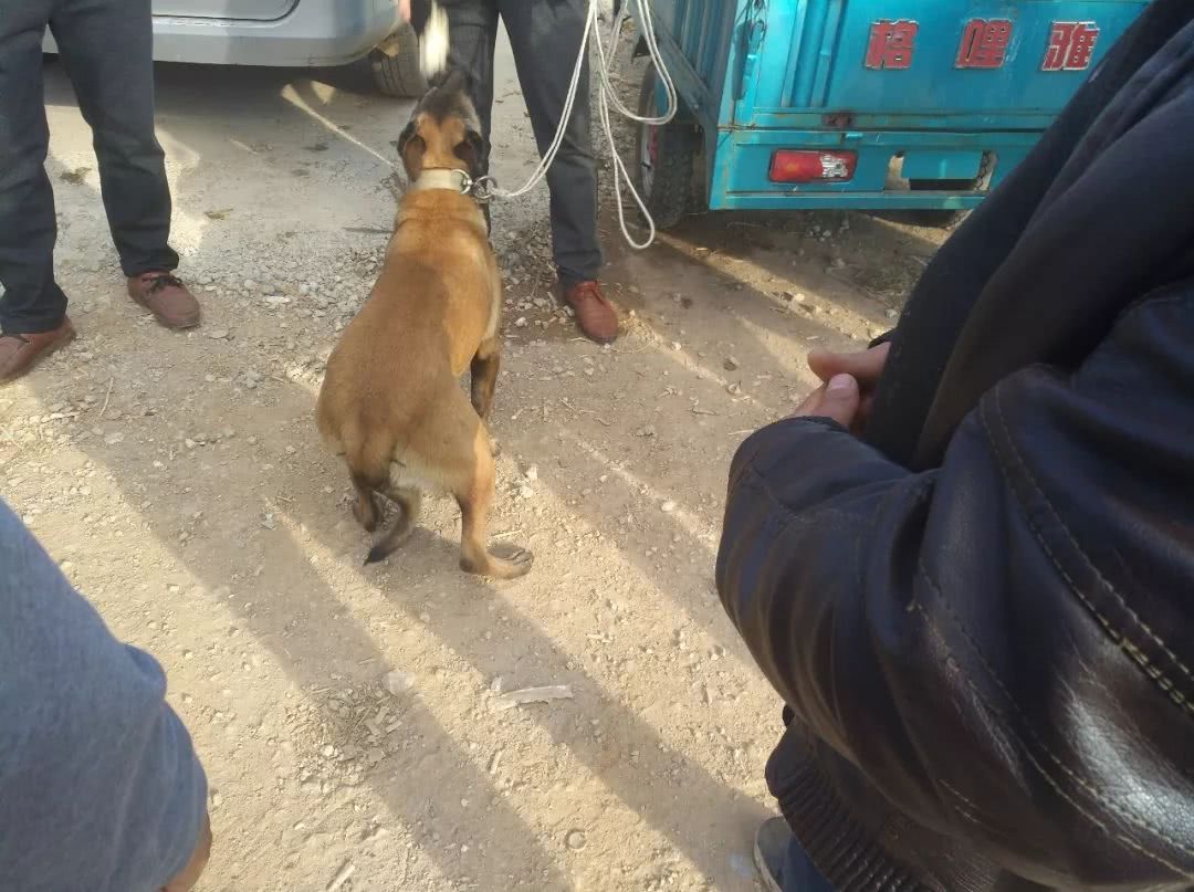 商贩给宠物狗多少钱,训练好的马犬幼犬多少钱